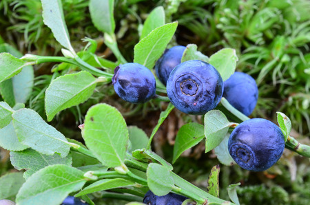 Macro shot of fresh, ripe blueberries on abranch