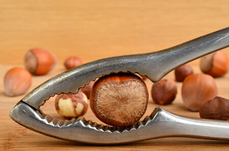 Hazelnut in nutcracker in foreground and some hazelnuts in background on wooden table surface