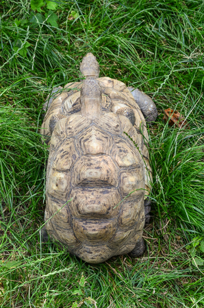 Two mating turtles hidden in the tall, green grassの写真素材