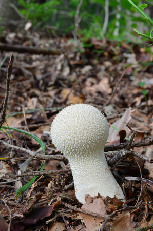 Common Puffball or Lycoperdon perlatum, delicious edible wild mushroomの写真素材