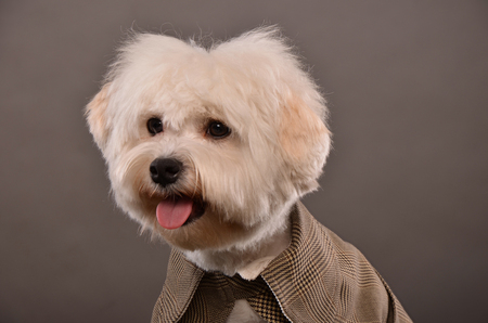 Portrait of cute Maltese dog wearing elegant grey jacket, studio shotの写真素材