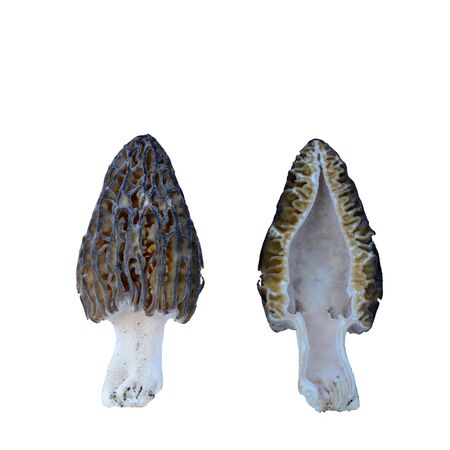 Black Morel mushroom or Morchella Conica cross section, outside and inside, isolated on white backgroundの写真素材