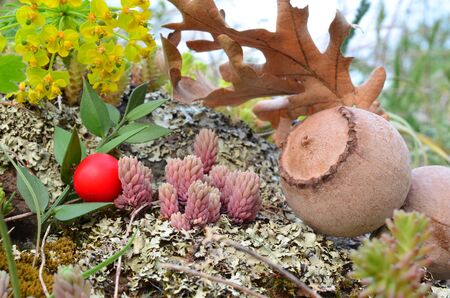Unusual and colorful fruits of volcanic soil, macro shot of flowers, Holly berries, volcanic plants...