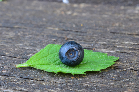One single blueberry and  lemon balm leaf on old oak teble, macro shotの写真素材