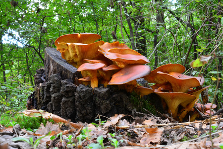 Jack O'Lantern or Omphalotus olearius ( lludens) mushrooms in natural habitat, on a stump of oak tree, toxic but beautiful, forest decorationの写真素材