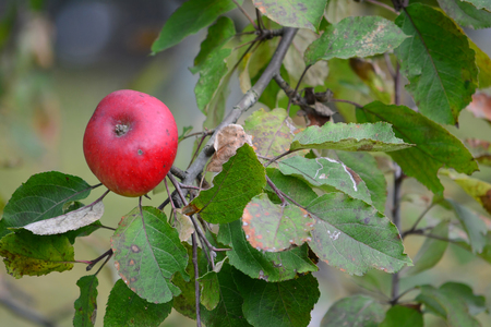 One red organic apple on branch in late autumn before pickingの写真素材