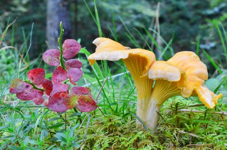 Cantharellus cibarius var.pallidus or Chanterelle in natural habitat, among green moss and grass, next to blueberry twig with red, autumn leaves, side viewの写真素材
