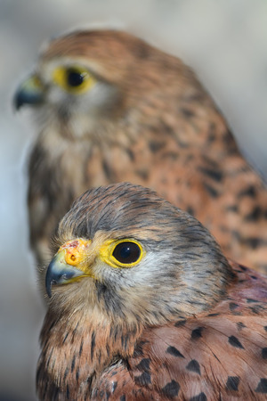 Pair of Common kestrel or Falco tinnunculus, focus on the foreground bird, close up view against blured backgroundの写真素材