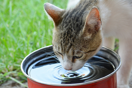Domestic cat drinking water from red pot on green grass in a hot sunny dayの写真素材