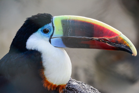 Tropical toucan bird against gray blured background, portrait, close up viewの写真素材