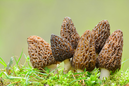 Big group of six nice and healthy specimen of Black Morel or Morchella conica mushrooms in a moss...