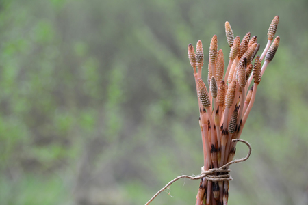 Bound harvested Horsetail plants ready for drying, curative and full of selenium, against blured backgroundの写真素材