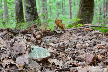 Young, healthy specimen of Russula virescens or Greencracked Brittlegill mushroom half hidden under the leaves in old oak forestの写真素材