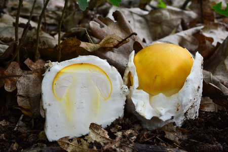 Young, nice specimen of Amanita caesarea or Caesar's mushroom in natural habitat, together with cross section of very young, still egg shaped specimen of the same mushroomの写真素材