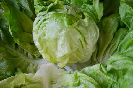 Full frame of fresh, green, organic and healthy lettuce, close up viewの写真素材