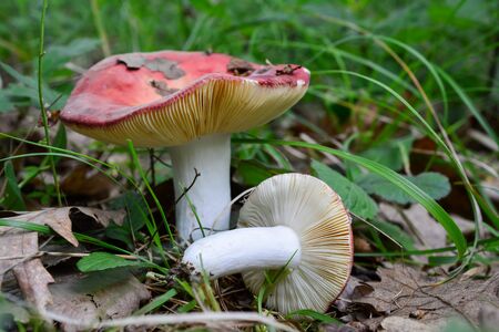 Two nice specimen of Russula aurora or Dawn Brittlegill mushrooms, cap, stem and gills visibleの写真素材