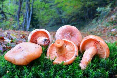 Group of five freshly harvested edible wild Saffron Milkcap mushrooms or Lactarius deliciosus, put on green moss background in natural habitat, mixed mountain forestの写真素材