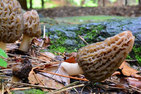 Small group of early spring Morcella conica or Black morel mushrooms in natural habitat, one of them atrophied, copy space at the topの写真素材