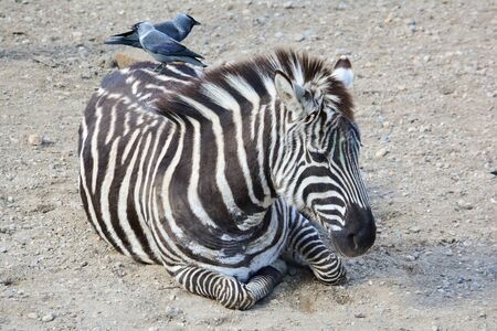 A zebra lying and having a rest in the evening with two jays on its back which clean her and collect the nest materialの写真素材