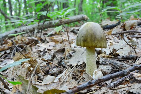 Nice young specimen of Amanita phalloides or Deathcap mushroom, darker variety,  in natural habitat, oak forest, close up view, horizontal orientationの写真素材