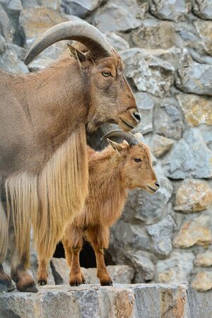 Barbary sheep or Ammotragus lervia, or arrui or aoudad, a species of caprid native to rocky mountains in North Africa, close up view against rocky background, vertical orientationの写真素材