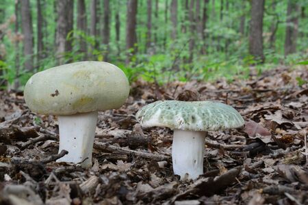 Two nice specimen of  Russula virescens or Greencracked brittlegill  mushroom in natural habitat,  oak trees in backgroundの写真素材