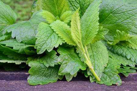 Heap of freshly harvested lemon balm leaves, fresh, green and aromatic, on old oak table, close up view, horizontal orientationの写真素材
