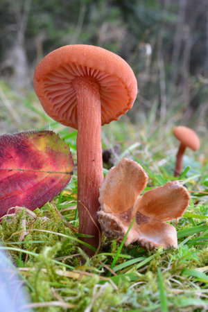 One single specimen of Laccaria laccata or Waxy laccaria mushroom in foreground and another in background, size compared with red leaf and beech acorn next to it, vertical orientation, natural habitatの写真素材