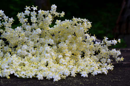 Heap of freshly harvested elderflower on dark wooden table, fresh and healthy, ready for further processing, put on old oak wooden table, against dark backgroundの写真素材