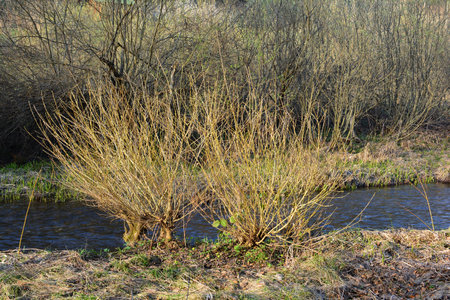 Shrubs of Salix alba or White willow on the bank of mountain creek, with a lot of Salix caprea or Goat willow, Pussy willow or Great willow in the background on the other bank of the creekの写真素材