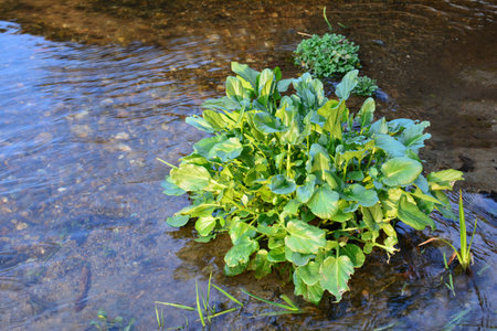 Ficaria verna, formerly Ranunculus ficaria, commonly known as lesser celandine or pilewort in shallow water of mountain creek in early springの写真素材
