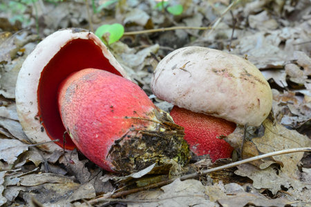 Two specimen of Ruddy bolete or Rubroboletus rhodoxanthus, previously known as Boletus rhodoxanthus, transferred in 2014 to the newly erected genus Rubroboletus, based on DNA data, generally regarded as inedible or even poisonousの写真素材