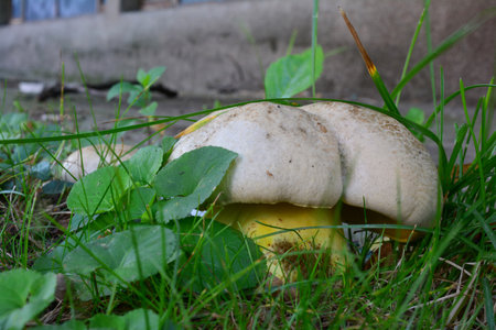 One single specimen of Caloboletus radicans, previously Boletus radicans or Boletus albidus, also known as the rooting bolete or whitish boleteの写真素材