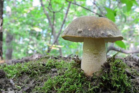 One single specimen of Boletus aereus, the dark cep or bronze bolete, highly prized and much sought-after edible mushroom in the family Boletaceae, natural habitat lowland oak forest, horizontal orientation, copy spaceの写真素材