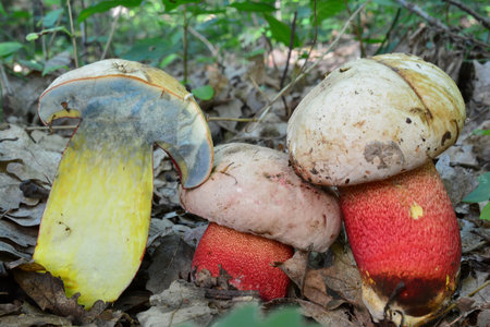 Three specimen and cross section of Ruddy bolete or Rubroboletus rhodoxanthus, previously known as Boletus rhodoxanthus, generally regarded as inedible or even poisonous, growing in natural habitatの写真素材