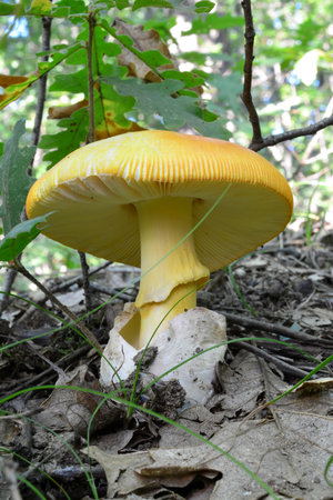 One single specimen of well developed, delicious  Caesar's mushroom or Amanita Caesarea in natural habitat, lowland oak forest, summer time, vertical orientationの写真素材