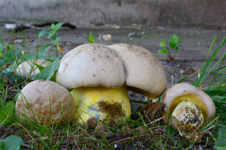Four  specimen of Caloboletus radicans, previously Boletus radicans or Boletus albidus, also known as the rooting bolete or whitish bolete, all sides visibleの写真素材