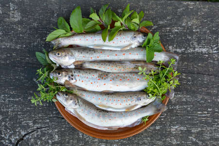 Full plate of freshly catched river trout or Salmo trutta fario with herbs, mint and thyme on old oak table, ready for barbequeの写真素材