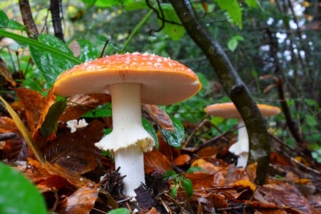 Two well developed, beautiful specimen of toxic Fly Agaric mushrooms (Amanita Muscaria), growing in a row in natural habitat, after heavy rainの写真素材