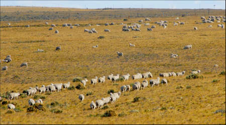 Sheep Patagonia Santa Cruz Argentinaの写真素材
