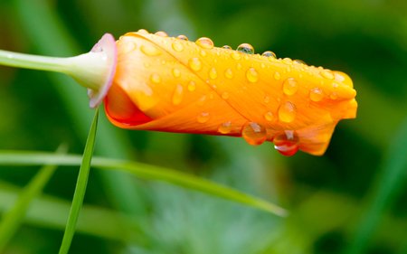 California Poppy closed for the rainの写真素材