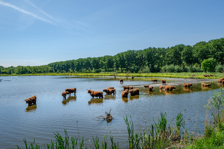 Scottish Highlanders in a polder landscape near Vlaardingen, close to Rotterdam in the Netherlandsの写真素材