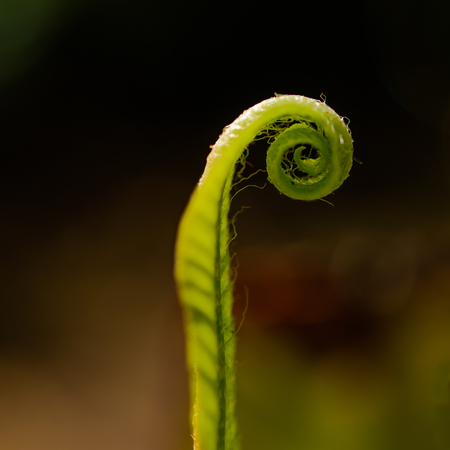 Ferns unfolding, new life