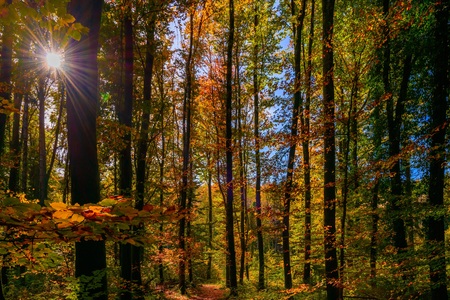 Golden autumn light through the colored leaves in the forest. Forest near Bussigny, Switzerland