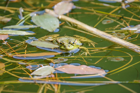 Happy looking frog in a pond. Frogs in a beautiful clear fresh water pond in Switzerland