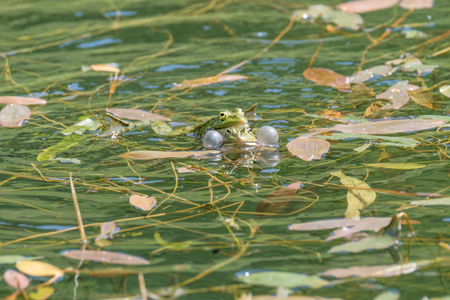 Two frogs making love in a pond. Frogs in a beautiful clear fresh water pond in Switzerlandの写真素材