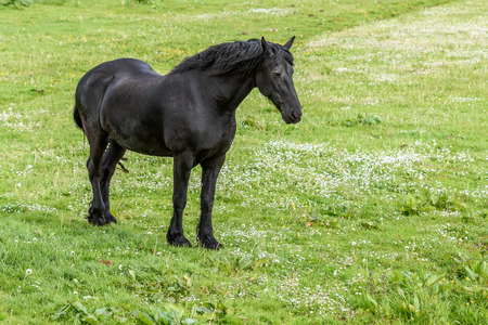 An old black horse is enjoying the spring weather in the green meadow.の写真素材
