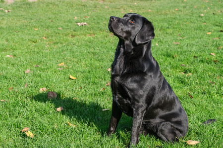 Black Labrador Retriever male adult, sitting on grass waiting for the next instruction.の写真素材