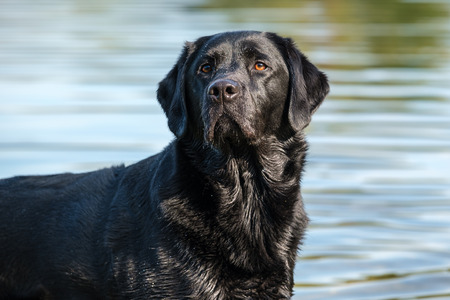 Black Labrador Retriever male adult, standing in a pond and ready to play.の写真素材
