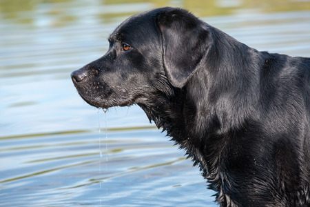 Black Labrador Retriever male adult, standing in a pond and ready to play.